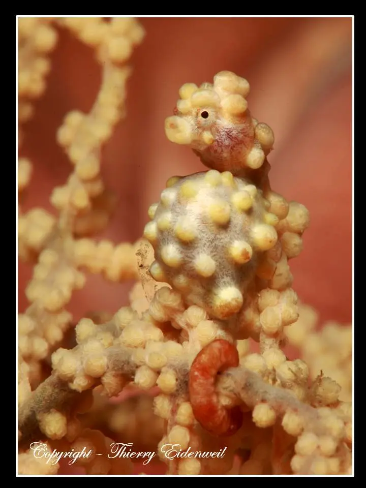 Anilao Macro Dive Media Highlight